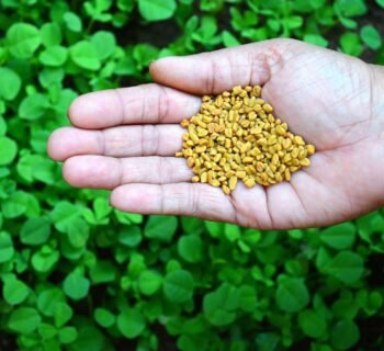 Ožragė virtuvėje ir sveikatai