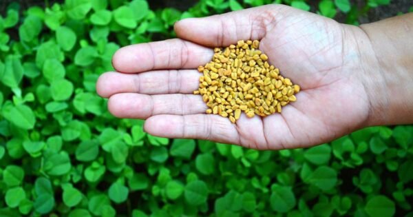 Ožragė virtuvėje ir sveikatai