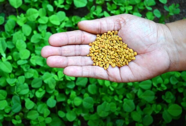 Ožragė virtuvėje ir sveikatai