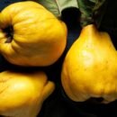 Svarainiai: kilmė, istorija ir nauda žmogui