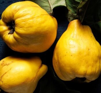 Svarainiai: kilmė, istorija ir nauda žmogui