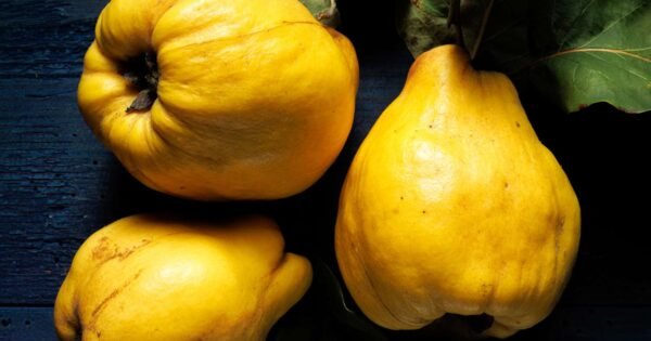 Svarainiai: kilmė, istorija ir nauda žmogui