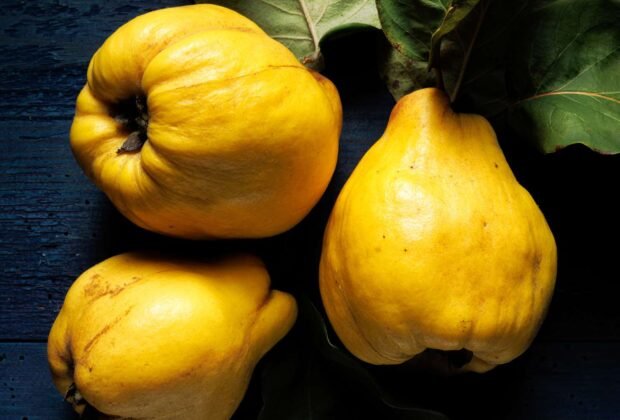 Svarainiai: kilmė, istorija ir nauda žmogui