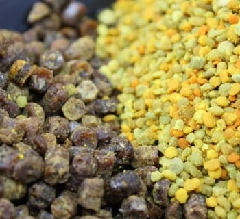 Bičių duonelė – tai vienas iš labiausiai vertinamų bičių produktų