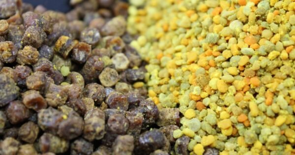 Bičių duonelė – tai vienas iš labiausiai vertinamų bičių produktų