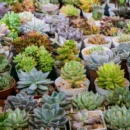 10 naudingiausių augalų