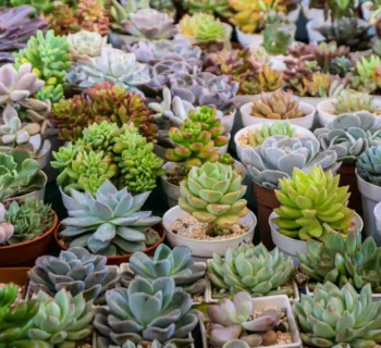 10 naudingiausių augalų