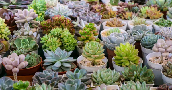 10 naudingiausių augalų