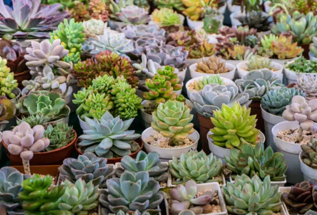 10 naudingiausių augalų