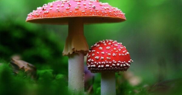 Musmirė – labiausiai atpažįstamas ir pavojingiausias grybas