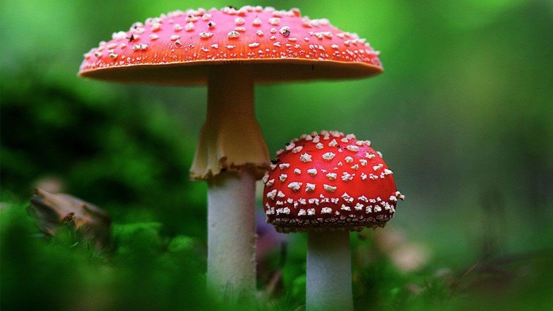 Musmirė – labiausiai atpažįstamas ir pavojingiausias grybas