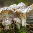 Nuodingiausi grybai pasaulyje ir Lietuvoje