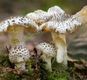 Nuodingiausi grybai pasaulyje ir Lietuvoje