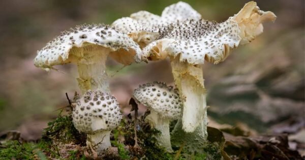 Nuodingiausi grybai pasaulyje ir Lietuvoje