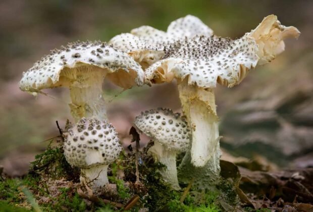 Nuodingiausi grybai pasaulyje ir Lietuvoje