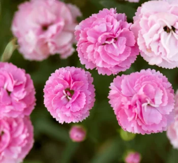 gvazdikai mamos dienai